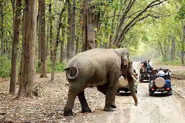 Jim Corbett Ramnagar